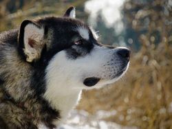 Husky